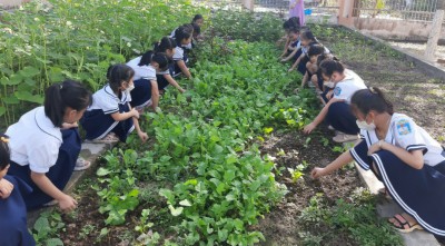 Học sinh trải nghiệm trồng và thu hoạch rau xanh