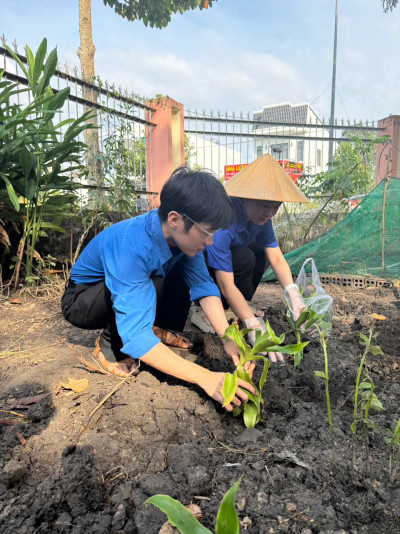 Chi đoàn trồng vườn cây thuốc Nam năm học 2025-2026